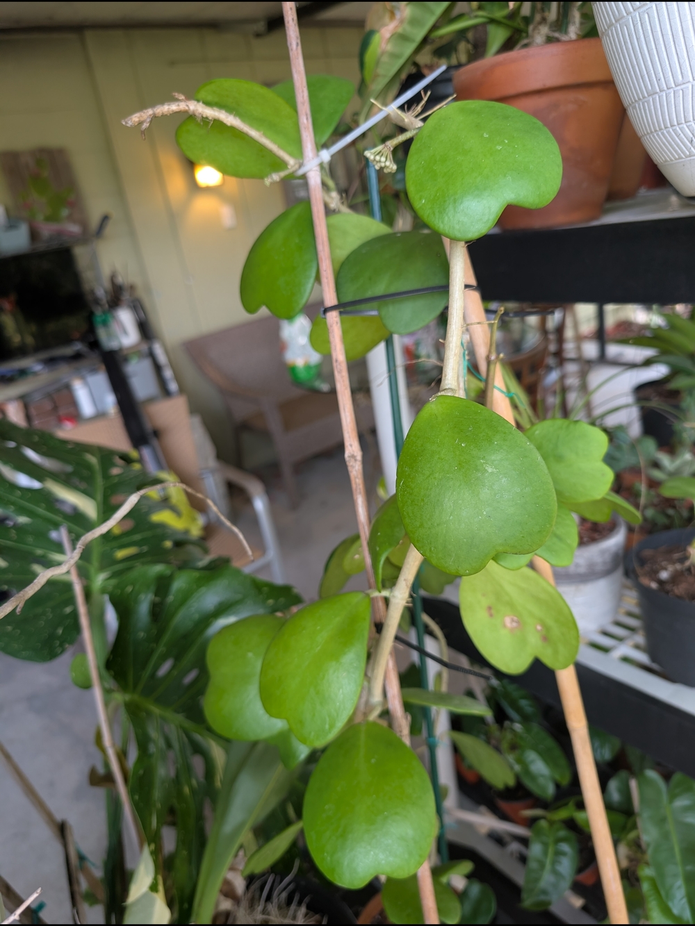 Heart Leaf Hoya Cutting - Picture 4 of 4